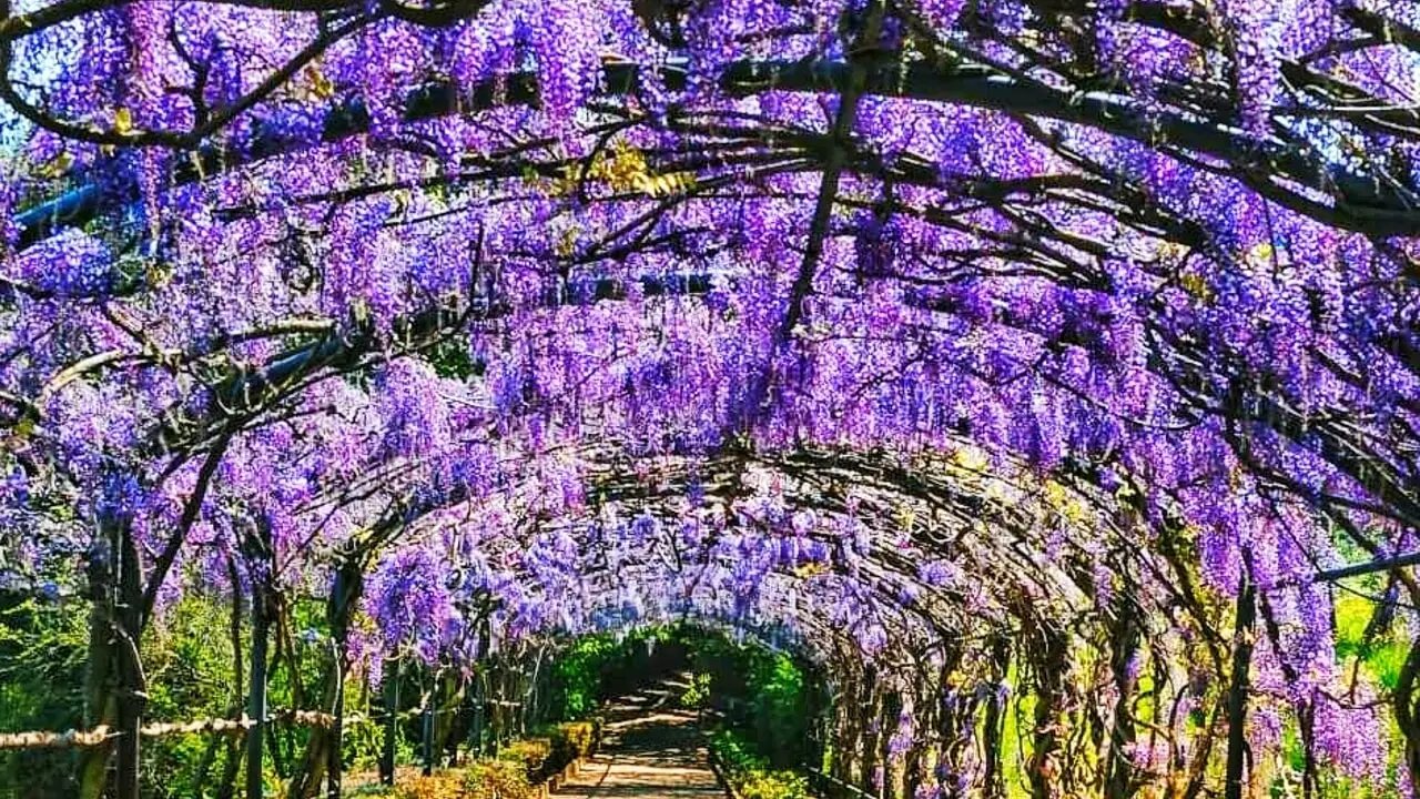 Immagine selezionata